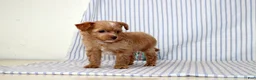 Shihpoo dogs for sale: Peter - Ad 1