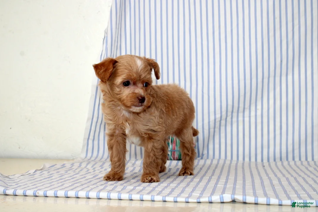 Shihpoo dogs for sale: Peter - Ad 1