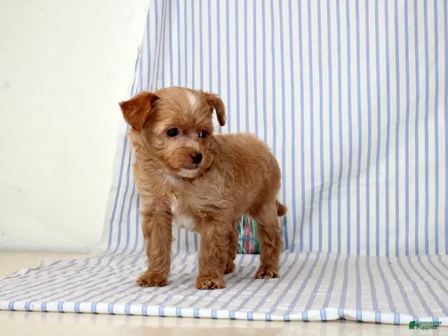 Shihpoo dogs Peter - Ad 1