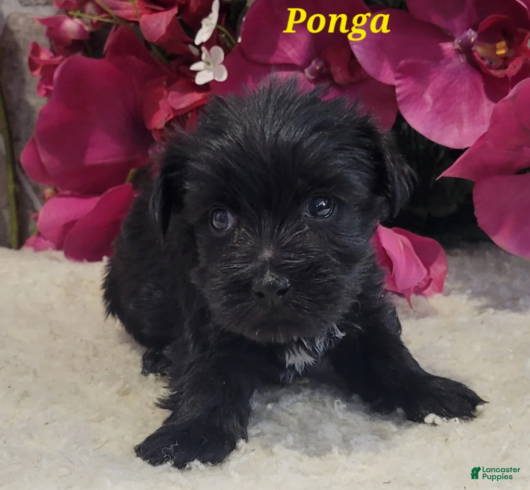 Morkie dogs for sale: Ponga - Ad 2