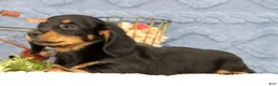 Miniature Dachshund dogs for sale: June - Ad 4