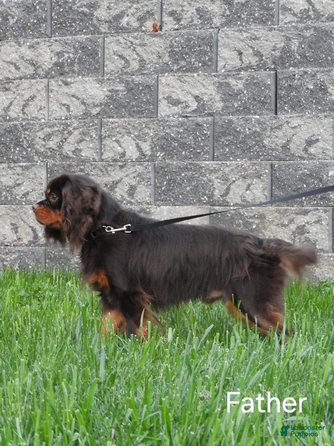 Cavapoo dogs for sale: Lexi - Ad 8
