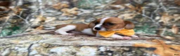 Mixed Breed dogs for sale: Denver - Ad 8