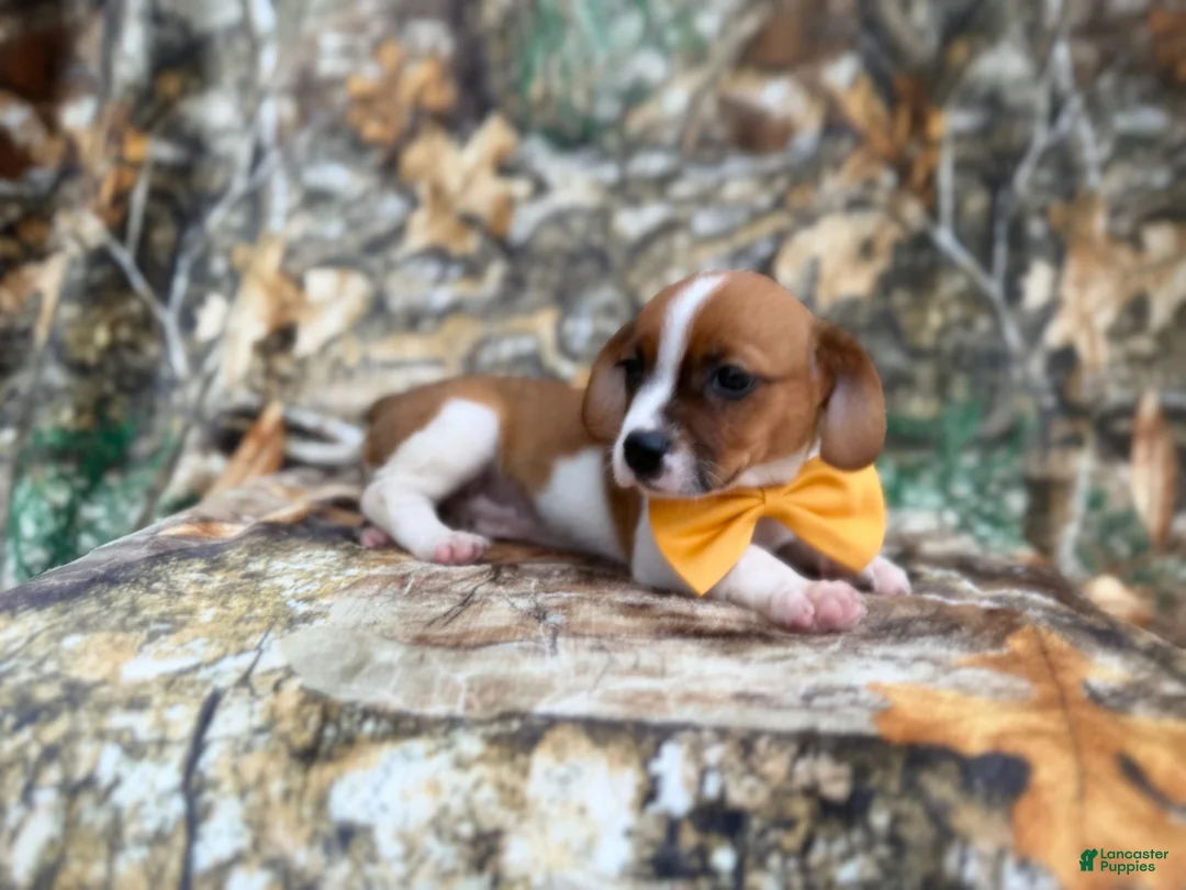 Mixed Breed dogs for sale: Denver - Ad 8