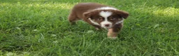 Australian Shepherd dogs for sale: Shelby - Ad 5