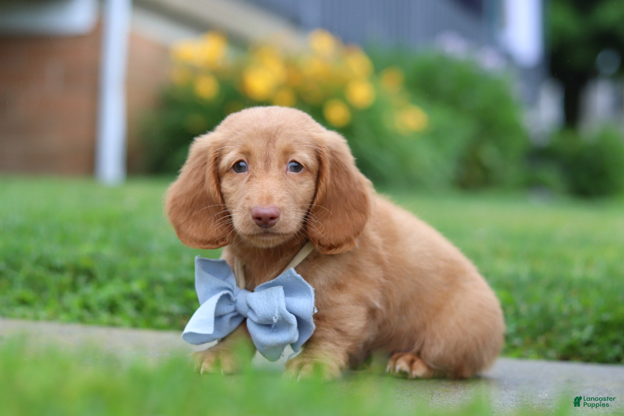 Dachshund dogs Chance - Ad 2