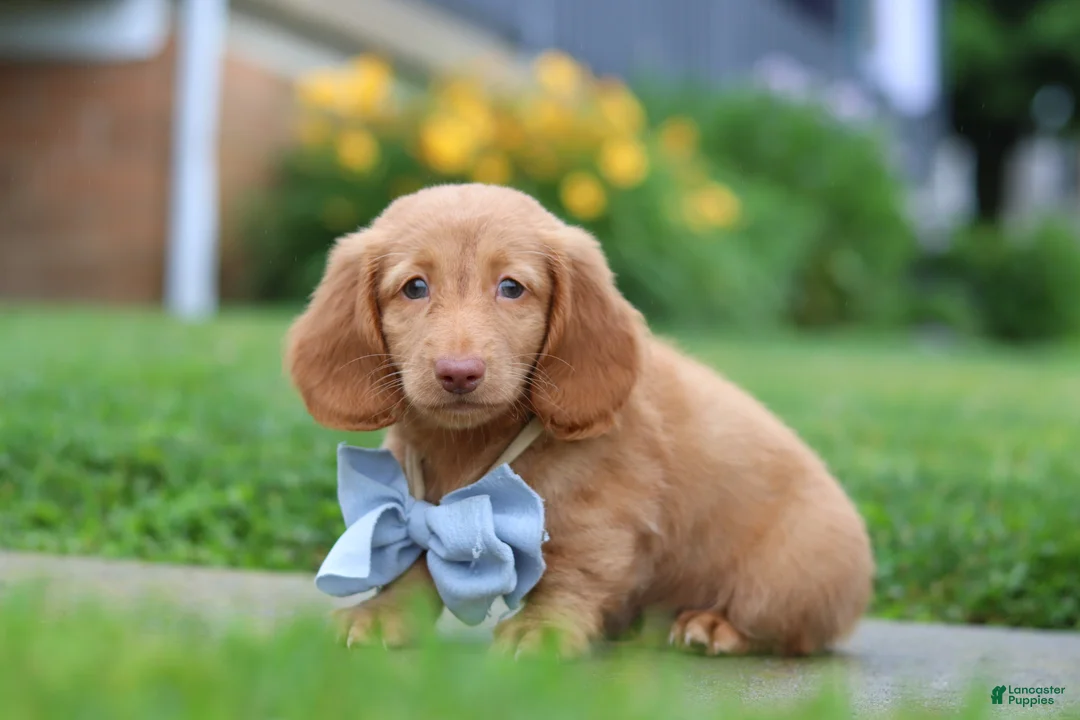 Dachshund dogs for sale: Chance - Ad 2