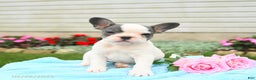 French Bulldog dogs for sale: Bonnie - Ad 9