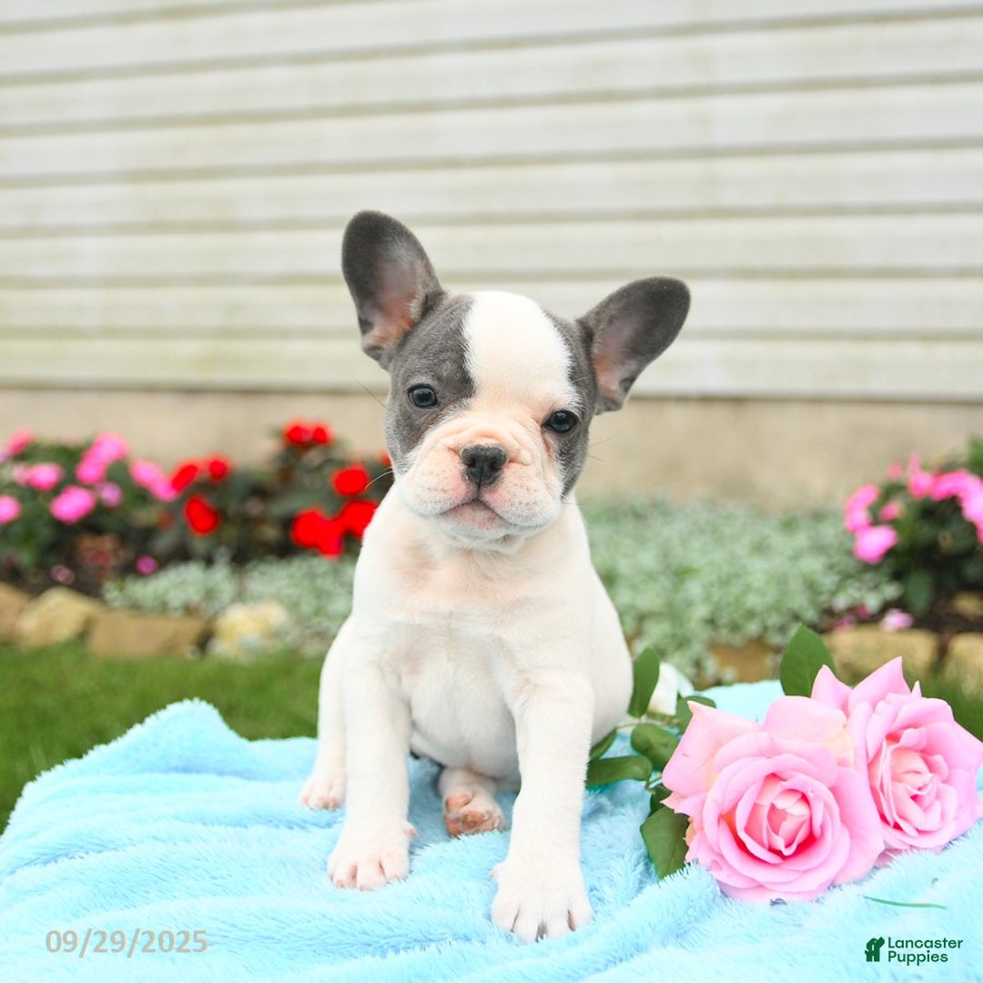French Bulldog dogs for sale: Bonnie - Ad 9