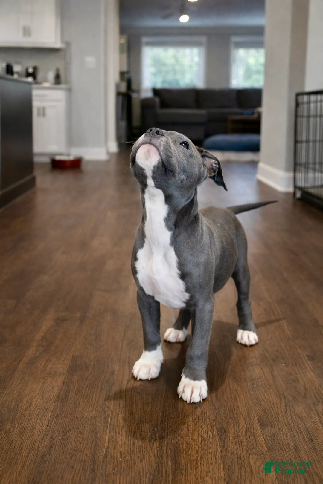 American Bully dogs for sale: American Bully Puppy 1 - Ad 2