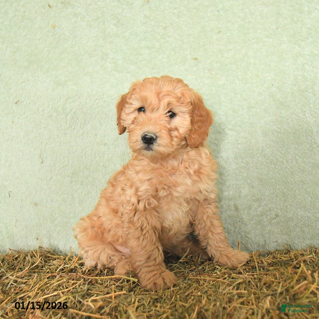 Mini Goldendoodle dogs for sale: Baylor  - Ad 5