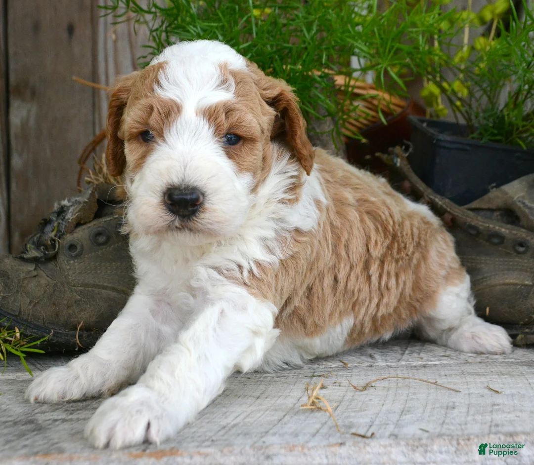 Mini Goldendoodle dogs for sale: Dodger Micro Goldendoodle  - Ad 2