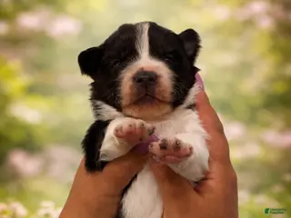 Mixed Breed dogs ACE - Ad 6