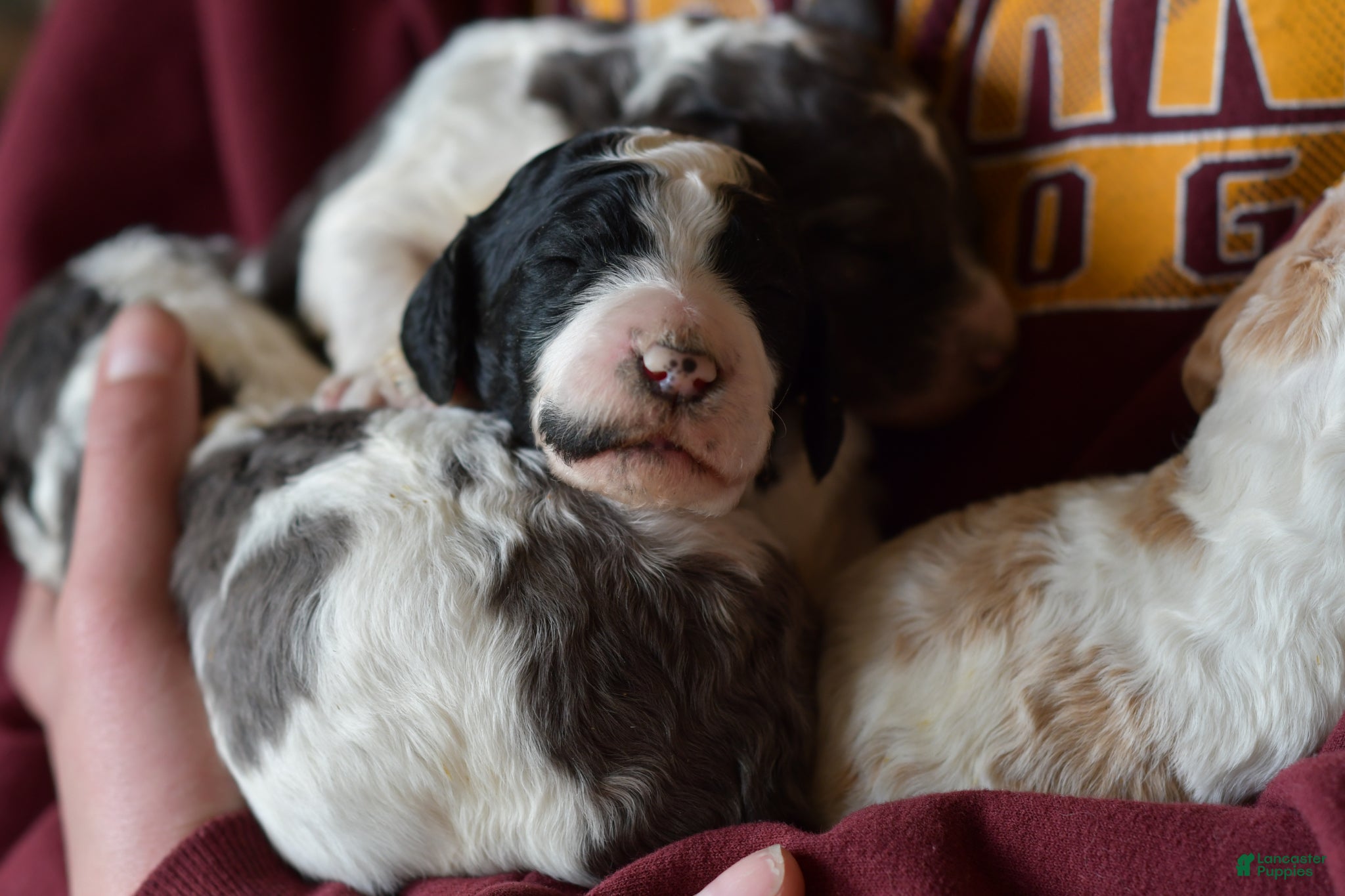 Standard Poodle dogs Standard Poodle Puppy 5 - Ad 1