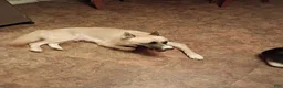 Alaskan Husky dogs for sale: Alaskan Husky 3 Paws - Ad 2