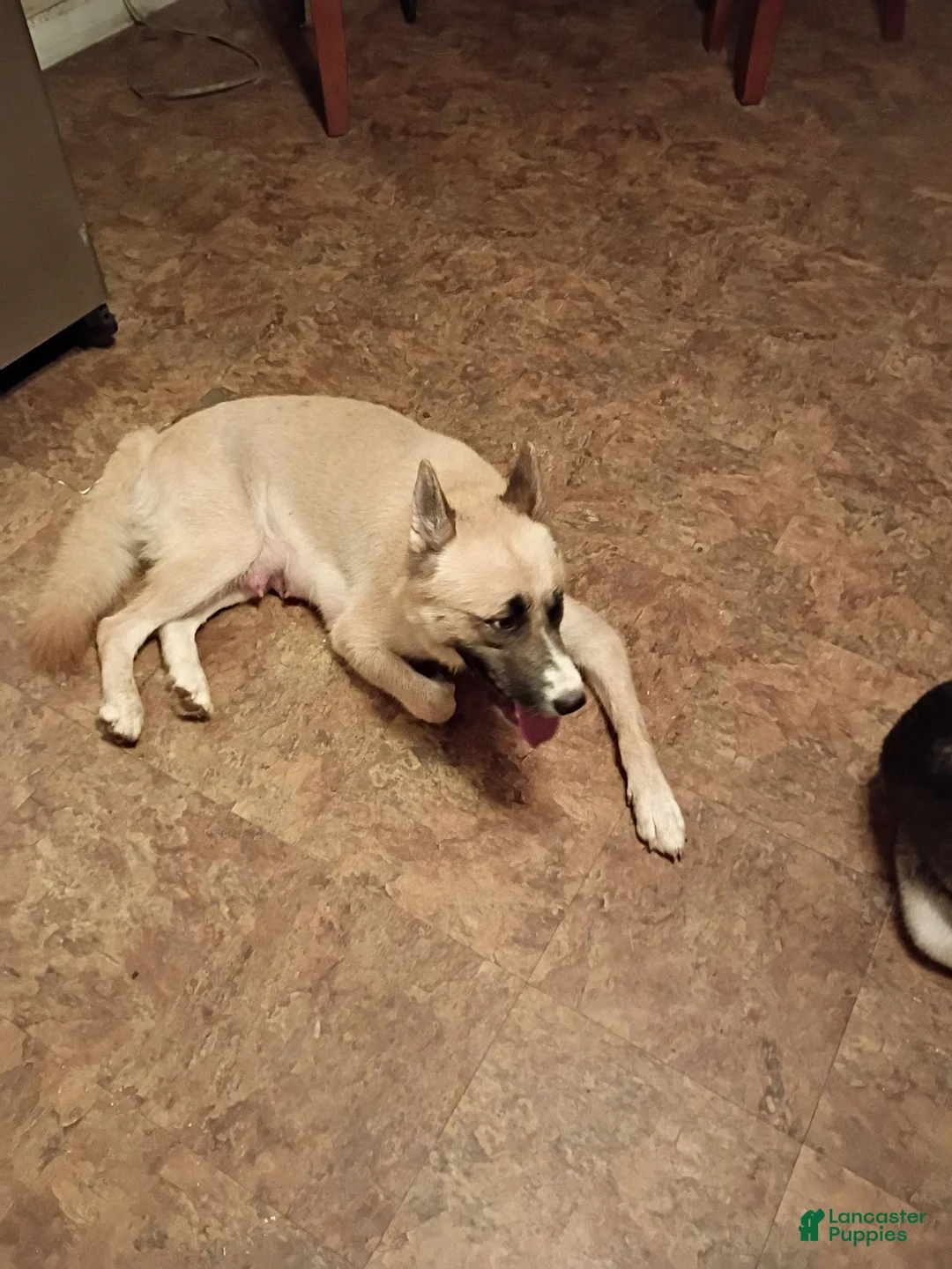 Alaskan Husky dogs for sale: Alaskan Husky 3 Paws - Ad 2