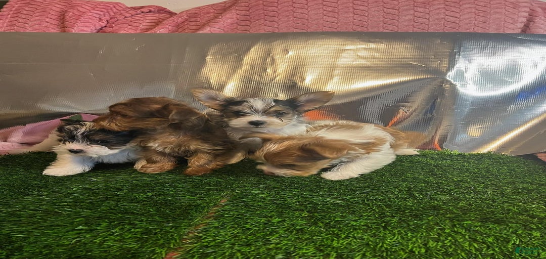 Gallery Image {{count}}