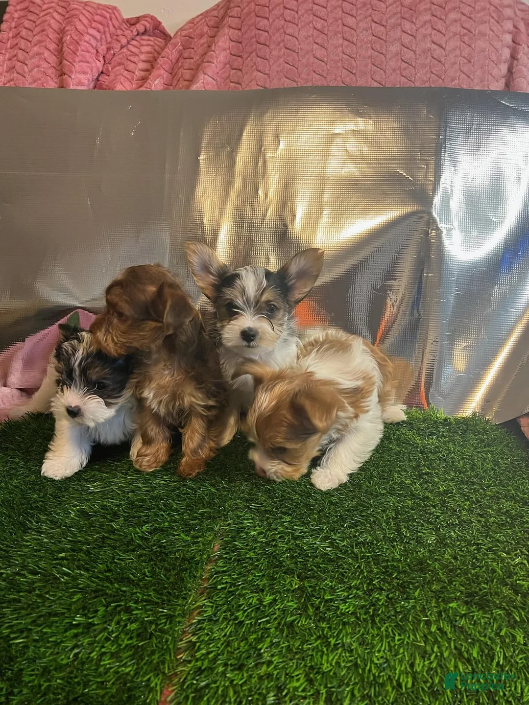 Gallery Image {{count}}