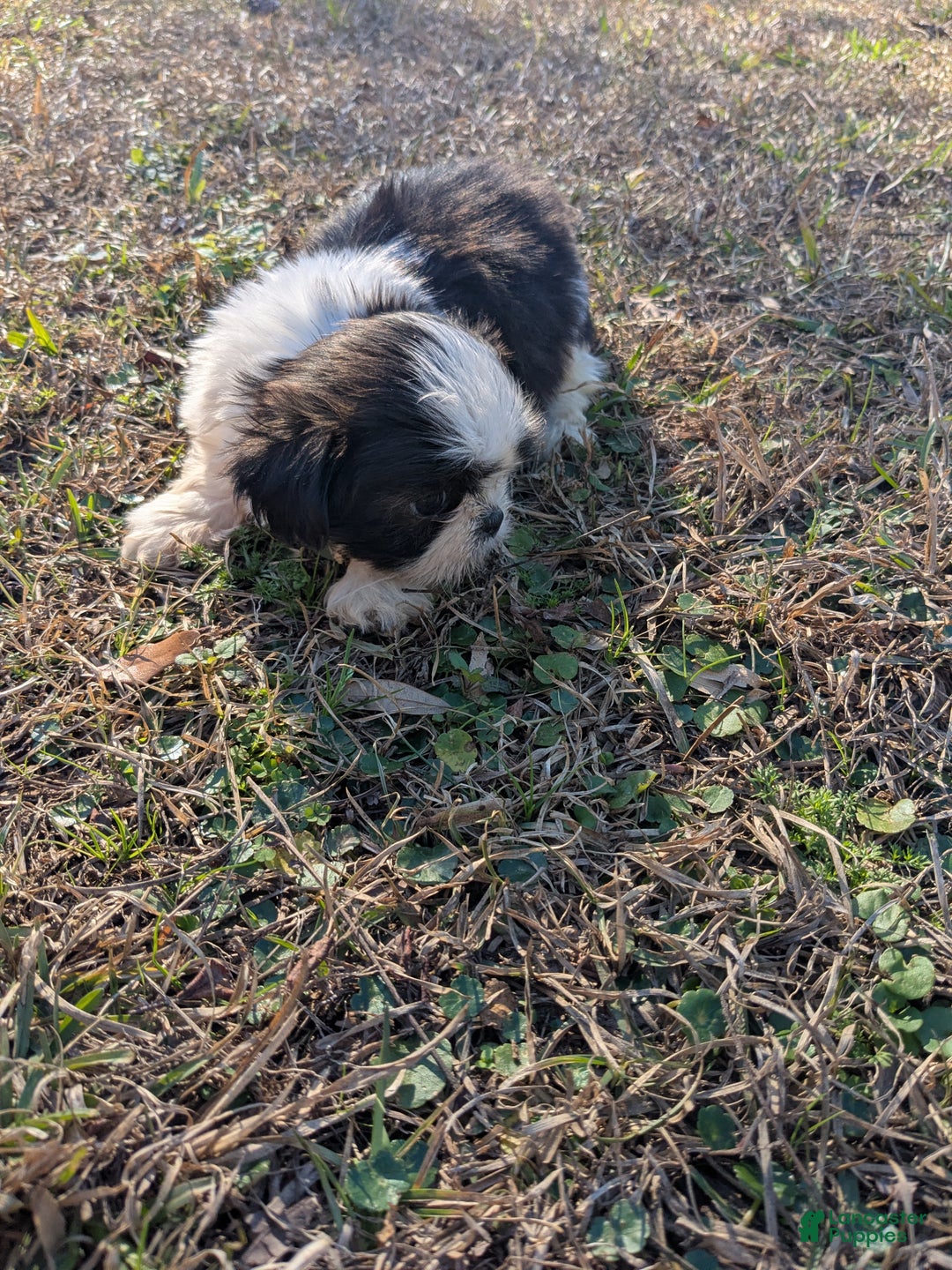 Shih Tzu dogs for sale: Shih Tzu Puppy 1 - Ad 2
