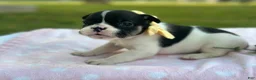French Bulldog dogs for sale: Kinder - Ad 4