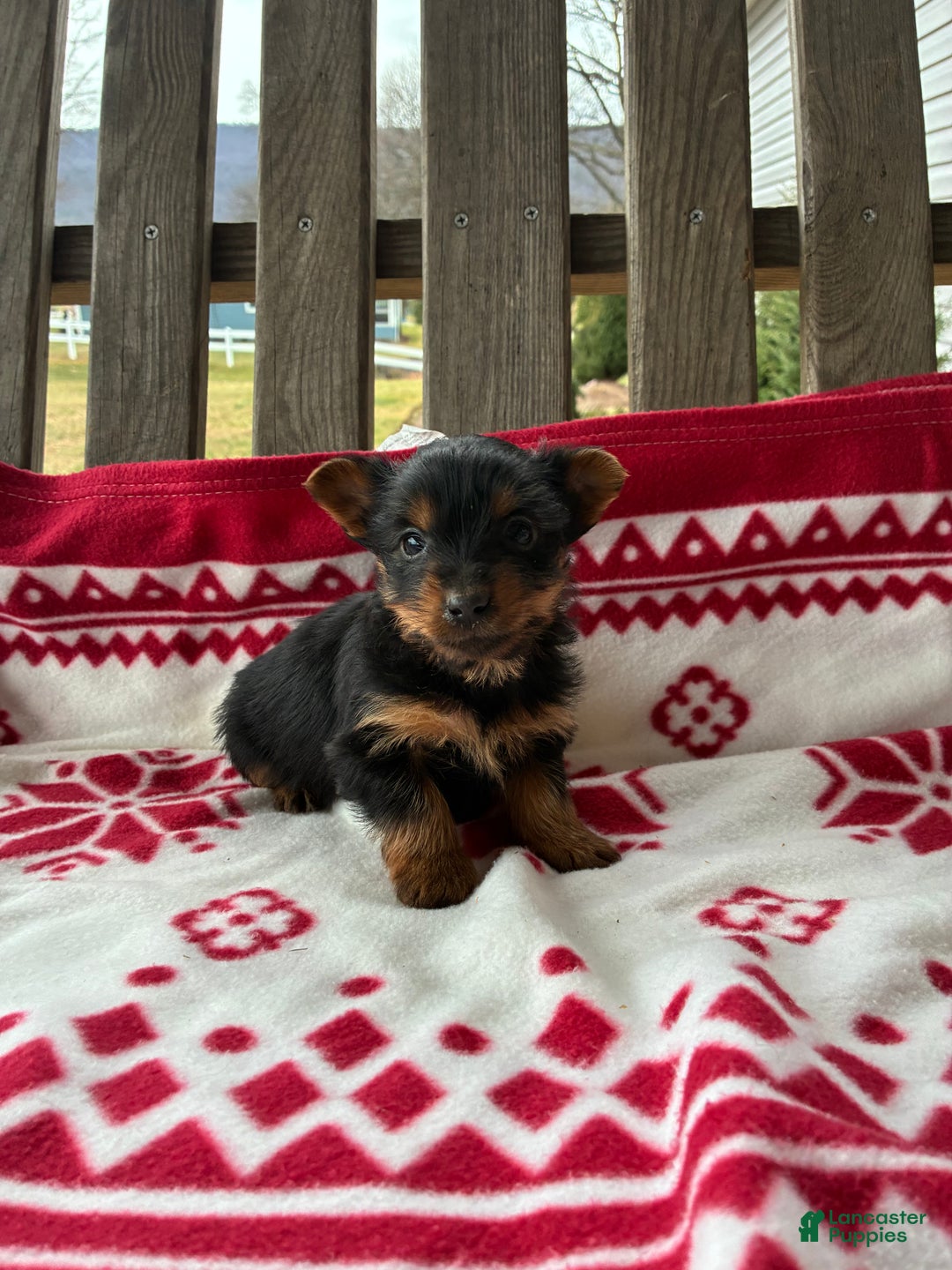 Yorkshire Terrier dogs for sale: Chase - Ad 4