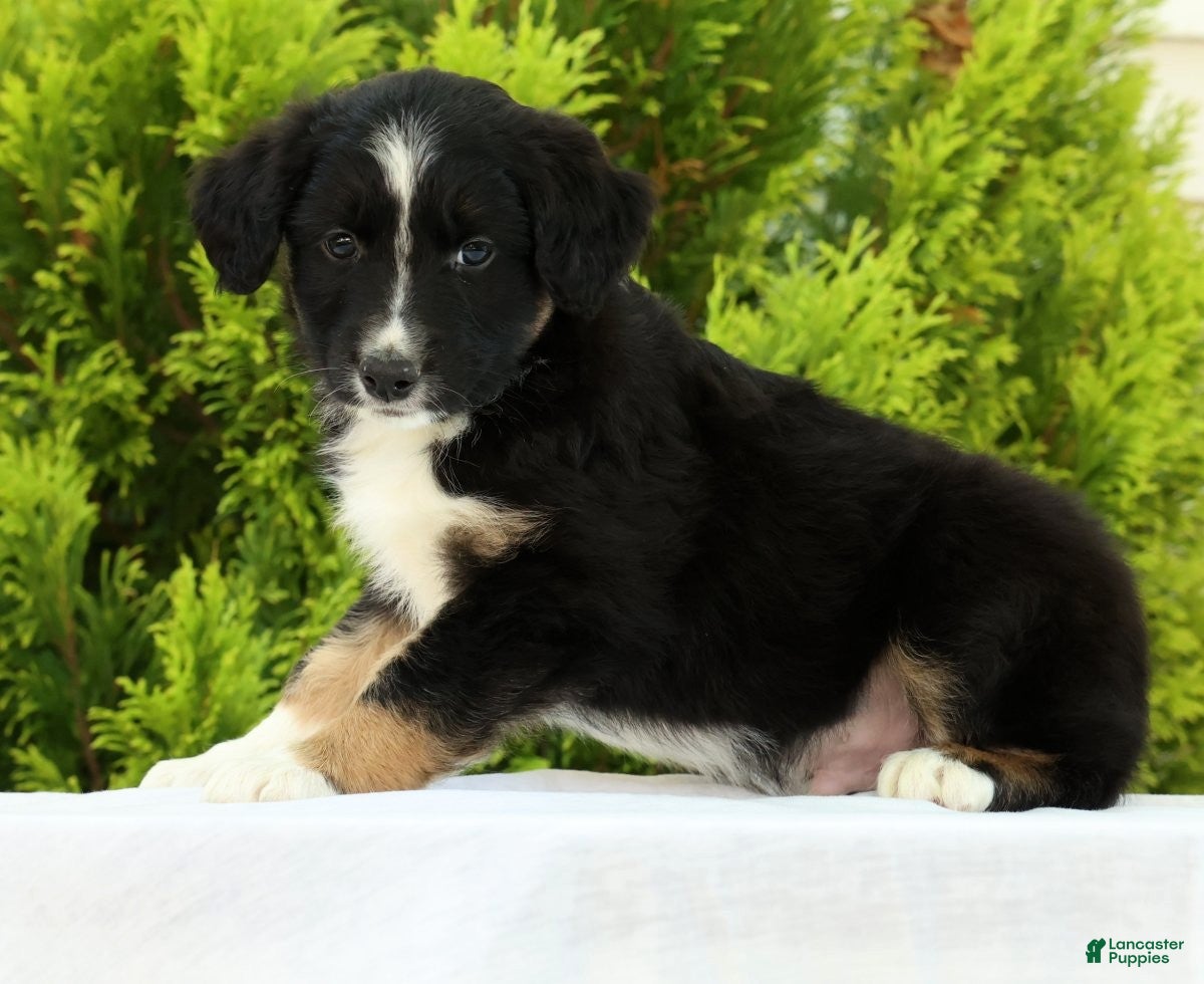 Australian Shepherd dogs for sale: Frisky - Ad 1