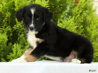 Australian Shepherd dogs for sale: Frisky - Ad 1