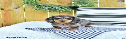 Miniature Dachshund dogs for sale: Champion - Ad 3