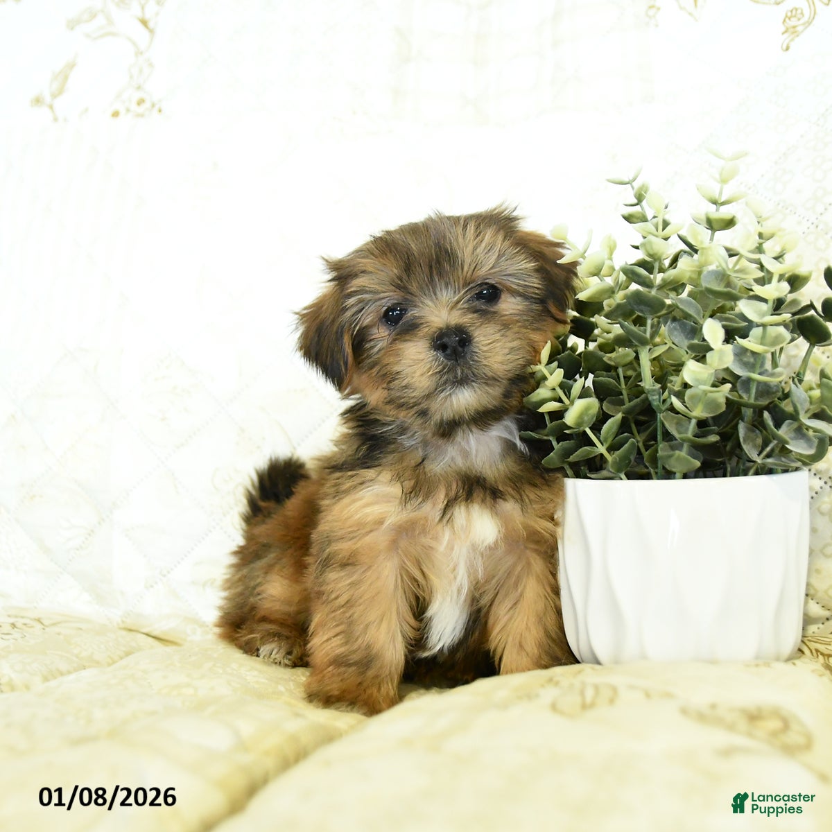 Shorkie dogs Kolton  - Ad 22