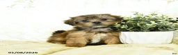 Shorkie dogs for sale: Kolton  - Ad 1