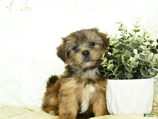 Shorkie dogs Kolton - Ad 13