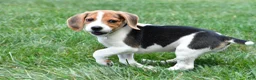 Beagle dogs for sale: Daisy - Ad 4