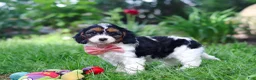 Cavapoo dogs for sale: Missy - Ad 9