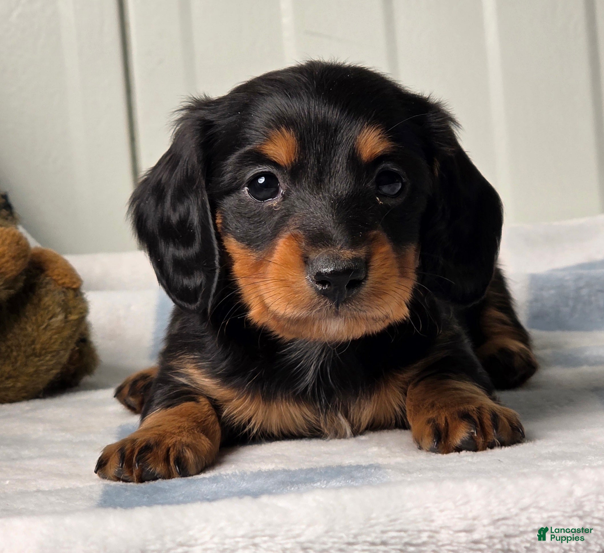 Dachshund dogs Asher - Ad 1