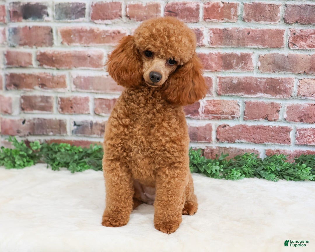 Shihpoo dogs for sale: James  - Ad 5