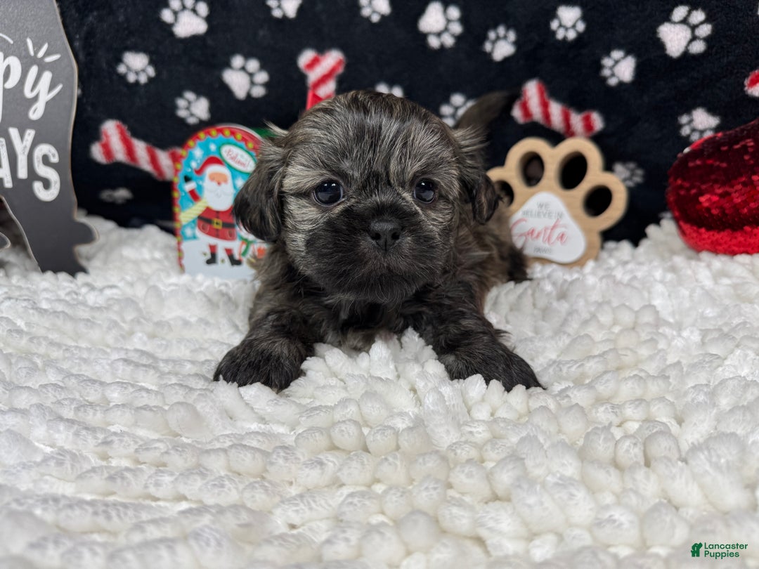 Shih Tzu dogs for sale: Shih Tzu Puppy 2 - Ad 2