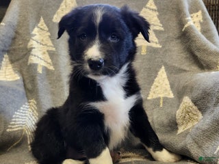 Border Collie dogs Border Collie - Shadow - Ad 36