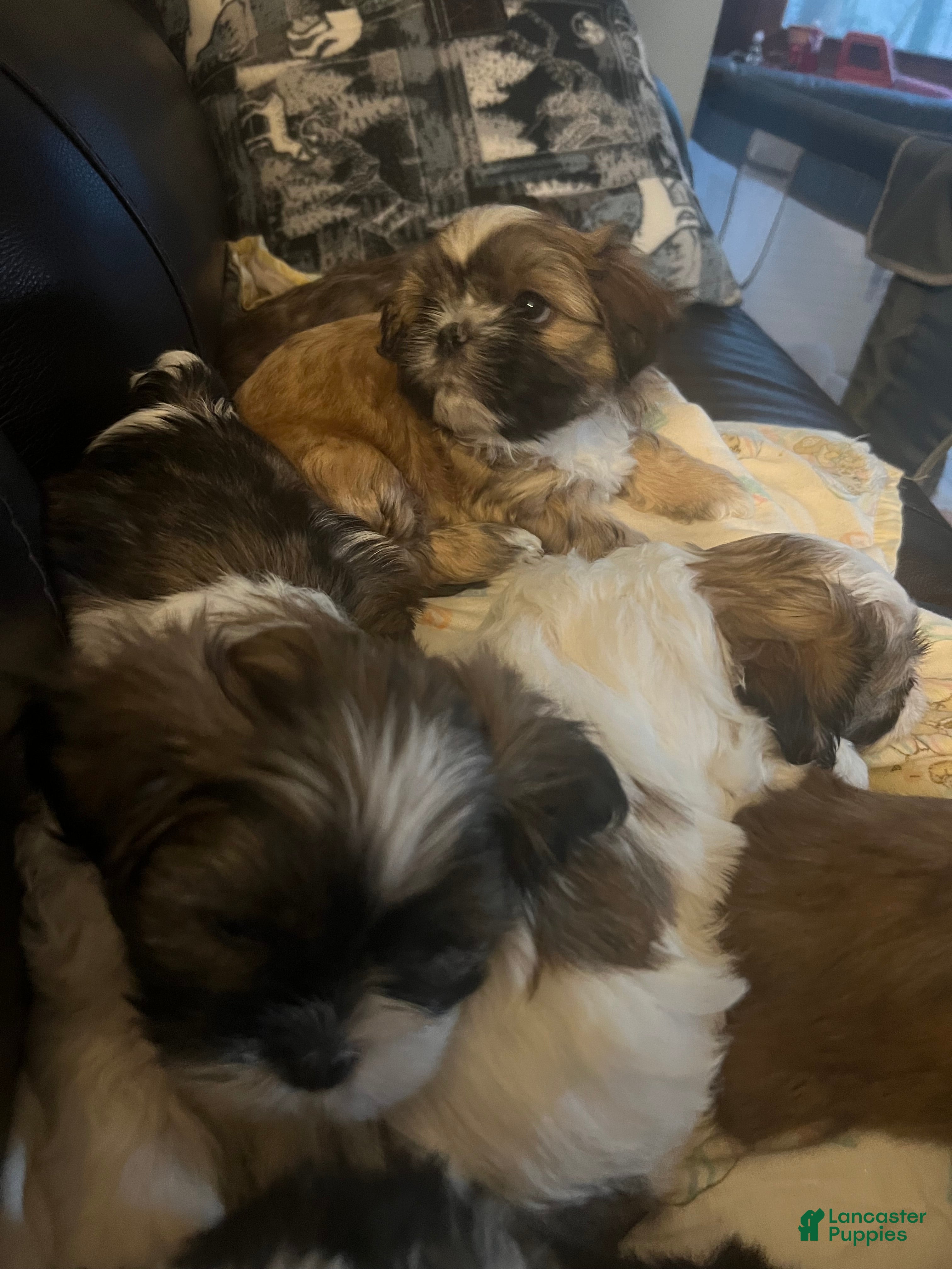 Shih Tzu dogs Shih Tzu Puppy 5 - Ad 7