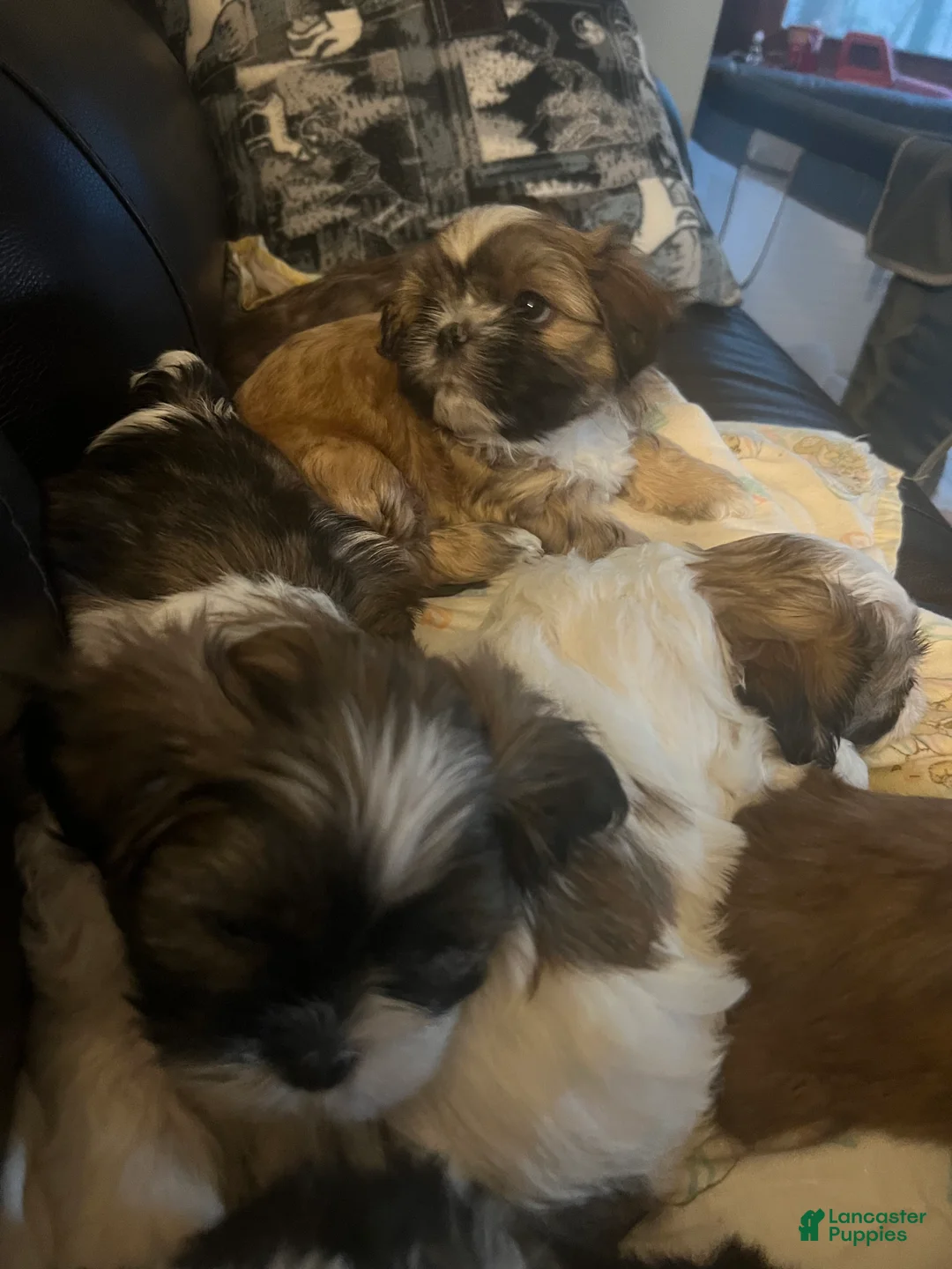 Shih Tzu dogs for sale: Shih Tzu Puppy 5 - Ad 1