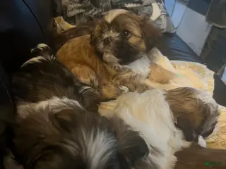 Shih Tzu dogs Shih Tzu Puppy 5 - Ad 7