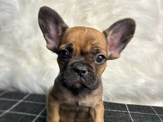 French Bulldog dogs - Ad 28