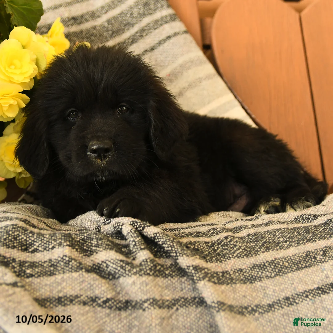 Newfoundland dogs for sale: Milkyway - Ad 3