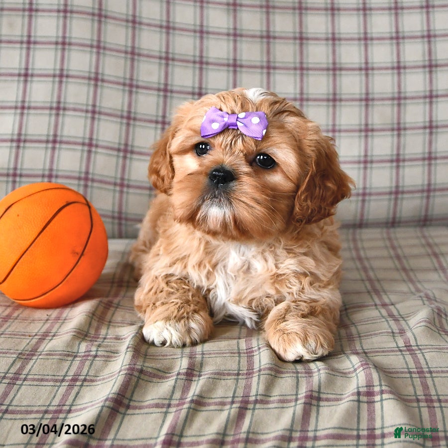 Mixed Breed dogs Lena - Ad 2