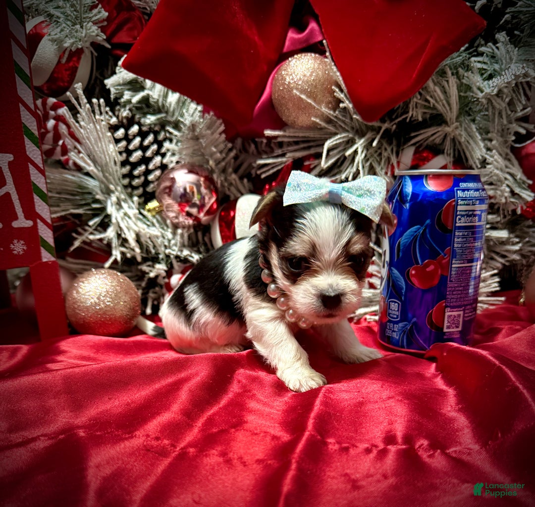 Yorkshire Terrier dogs for sale: Yakko - Ad 8