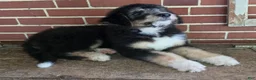Aussiedoodle dogs for sale: RITA - Ad 8