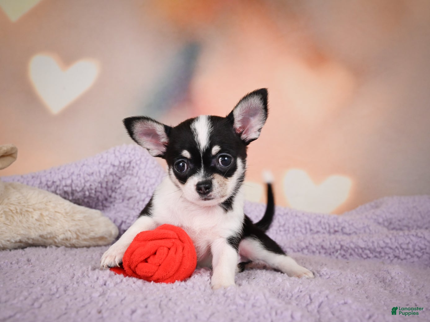 Chihuahua dogs MAPLE - Ad 1