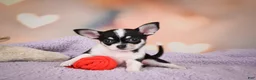 Chihuahua dogs for sale: MAPLE - Ad 1