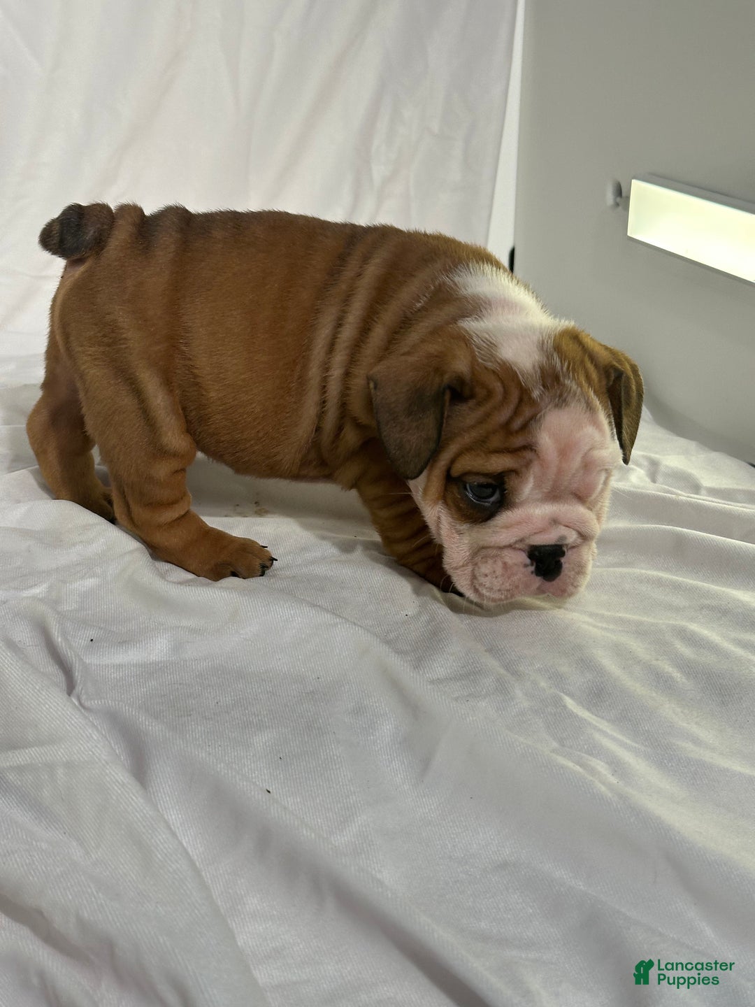 English Bulldog dogs for sale: Rosco - Ad 7