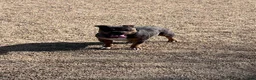 American Bully dogs for sale: American Bully 2 - Ad 3