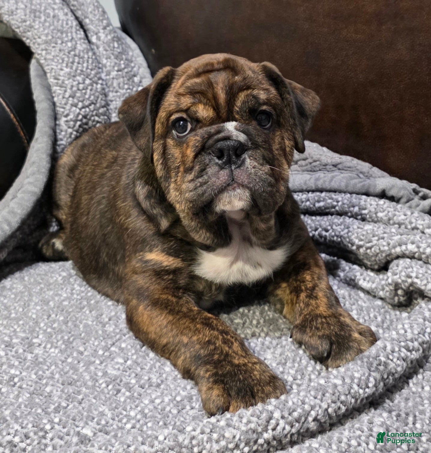 English Bulldog dogs Kelly - Ad 2